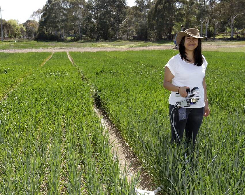 Dr Viridiana Silva-Perez from the  Australian research Council Centre of Excellence for Translational Photosynthesis using the new hyperspectral reflectance tool. Photo Charles Tambiah.