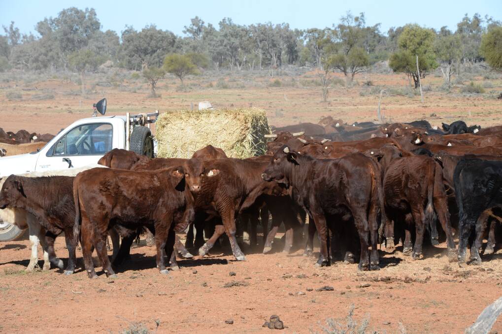 Charities and community groups say generous drought funding should go into rural businesses and the community, as well as farmers. Photo by Rachael Webb.