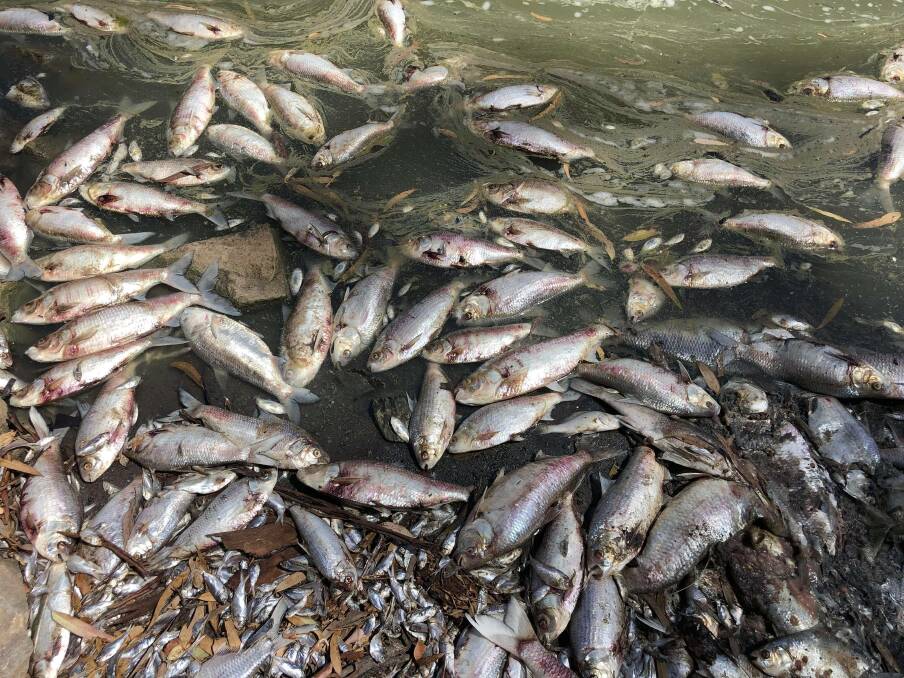 Dead fish along the Darling River near Menindee, NSW, after the second major fish kill in the region within a month. Photo: ROB GREGORY