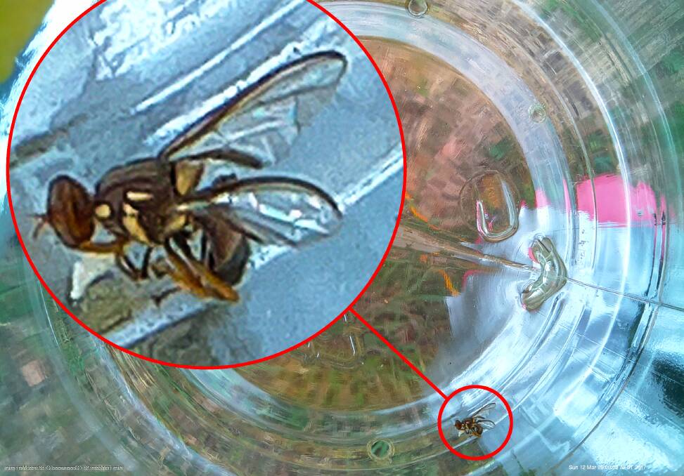 Fruit fly is a threat to a majority of Australian horticulture crops.