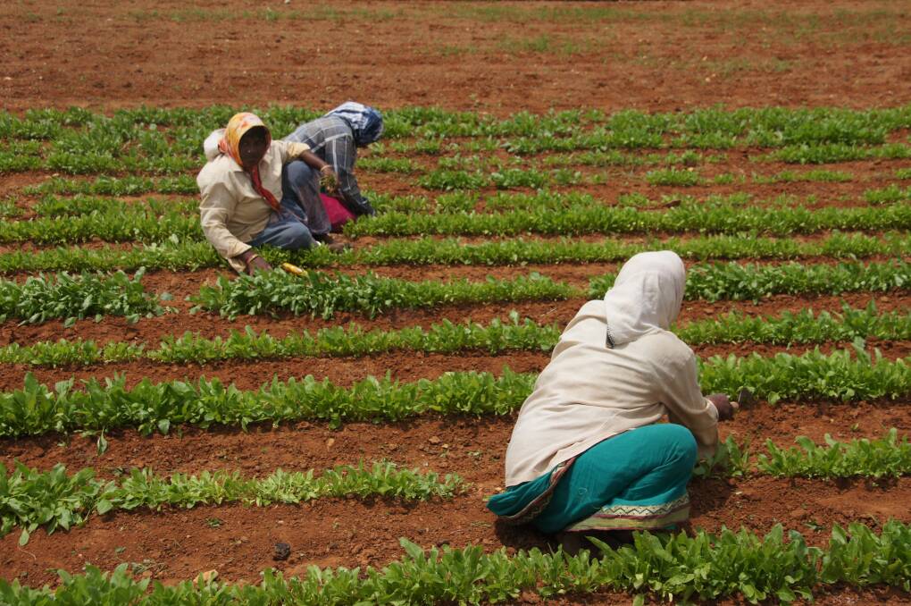 Local workers weeding a trial plot at the International Crops Research Institute for the Semi-Arid Tropics, located in Hyderabad, India. 