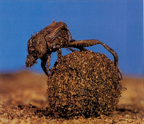 Fine dining: Dung beetles are fussy eaters.