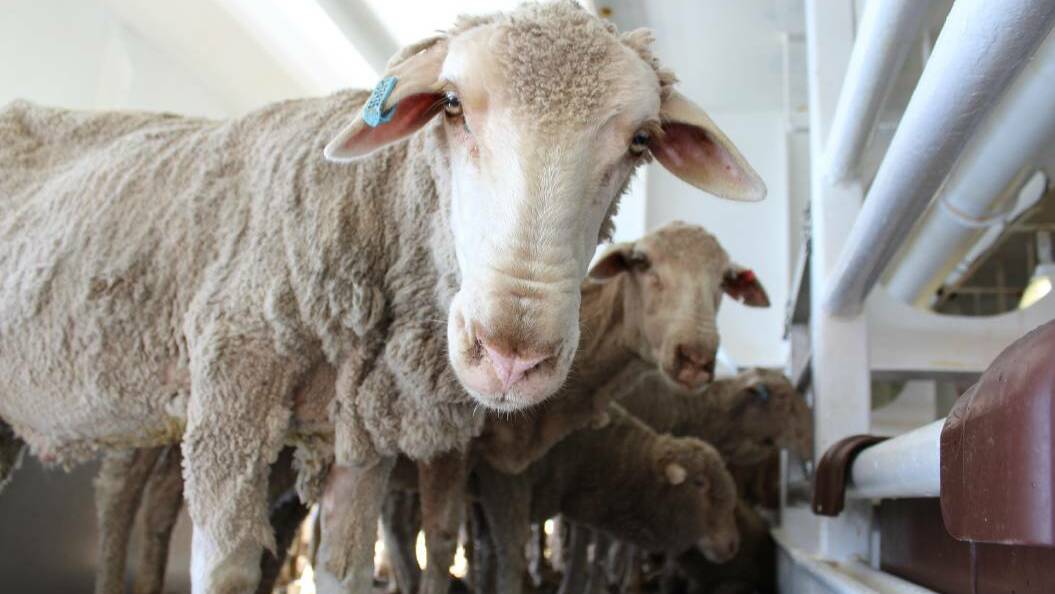 Sheep producers ‘deeply disturbed’ by Labor plan for live-ex ban