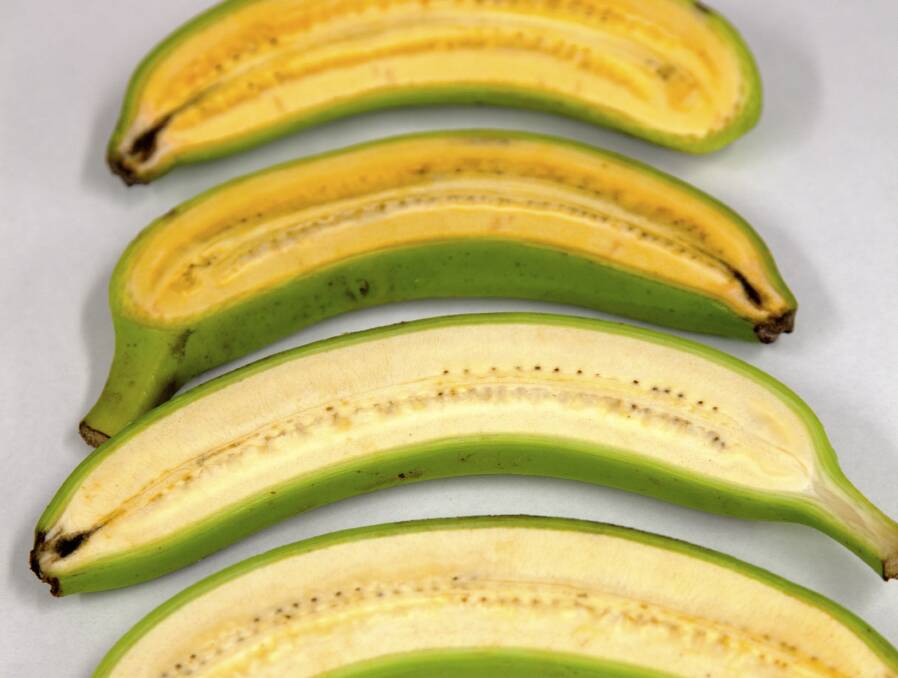 Biofortified bananas to feed the world