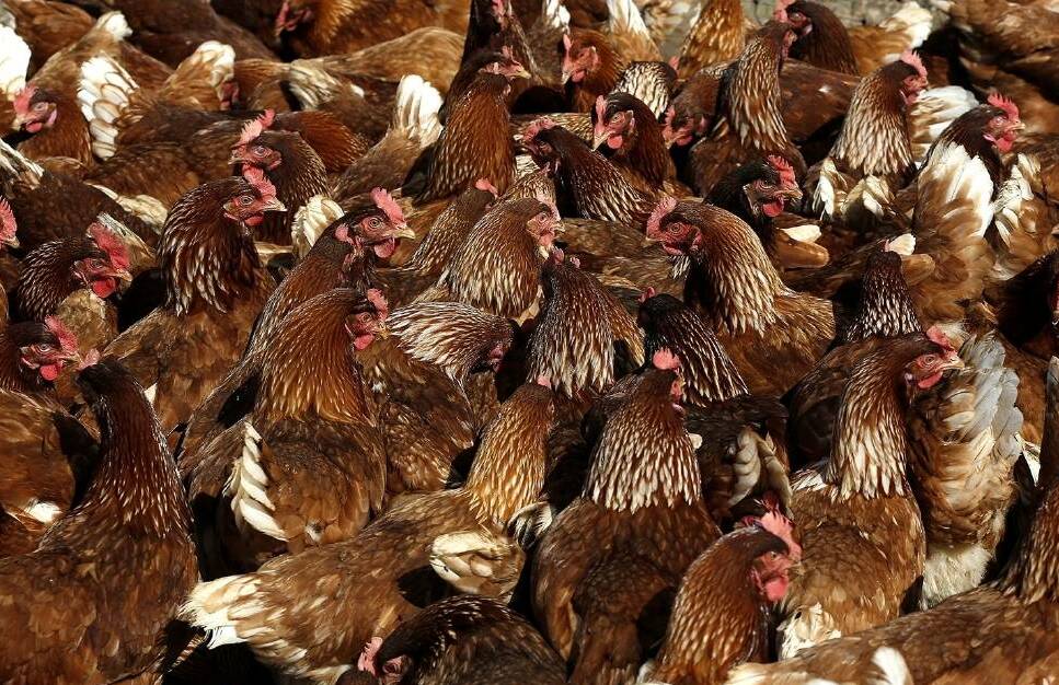 The ACCC is encouraging farmers and small business to help develop new guidelines on collective bargaining. The competition regulator has recently approved several agribusiness collective bargaining applications, including for broiler growers in SA. File photo.