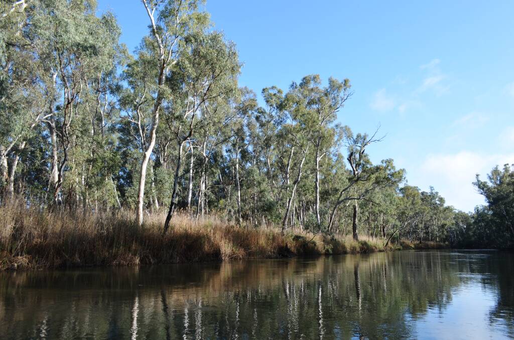 The Barmah-Millewa forest.