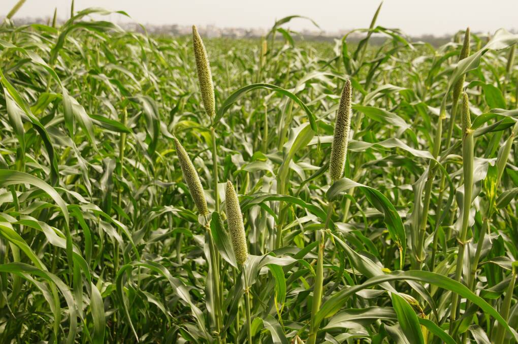 Gene editing may be able to combat the parasitic witchweed, or striga, that decimates important cereal crops in Africa, such as millet, pictured here.