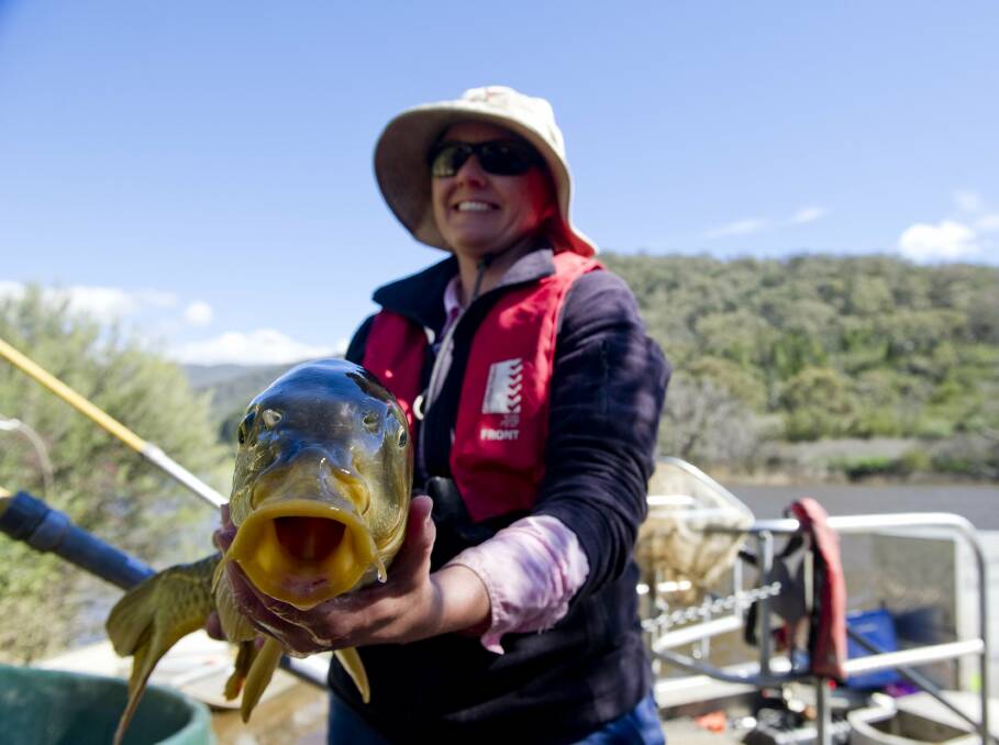 Carp are a damaging pest in waterways across the country. NSW Fisheries electro-fishing on the Upper Murrumbidgee River to tackle carp's impact on the endangered trout cod. Photo Jay Cronan