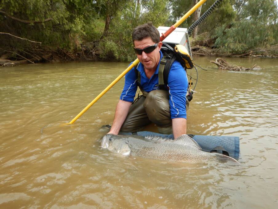 A Murray cod is tagged and monitored with the help of a backpack electrofisher in the Gwydir River. Photo: G.Butler.
