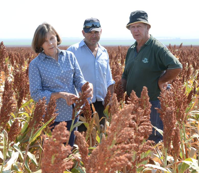Susnan, Tim and John Lyle, "Ranken Park", Curlewis, check their MR Taurus sorghum. Mrs Lyle says the Liverpool Plains could develop high value exports to Asia.