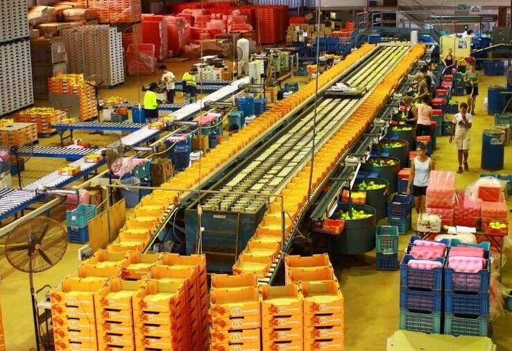 Queensland and NT mango producer Manbulloo's packing facility.