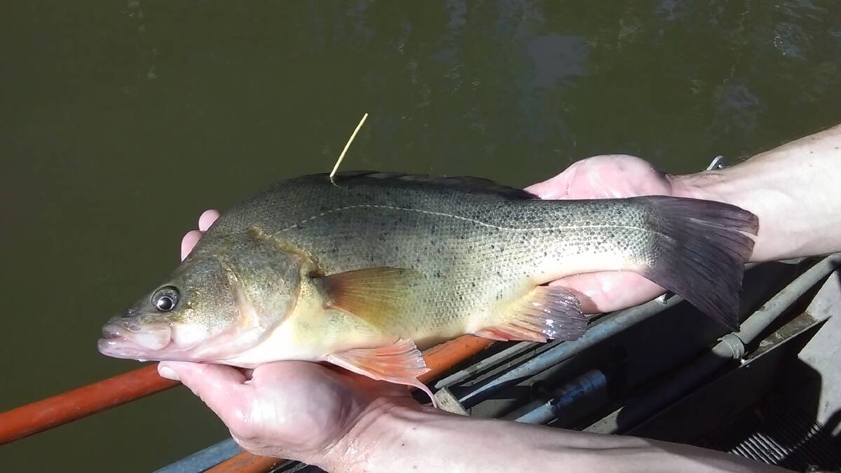One golden perch which was tagged by researchers in the Goulburn River was found 600km down stream in the Edward-Wakool system.