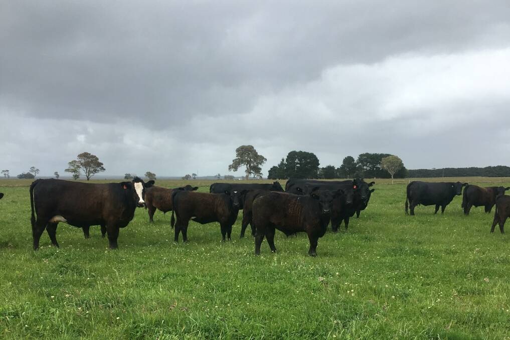 TOP BREEDERS: Cows with calves in lush spring pastures in 2021.