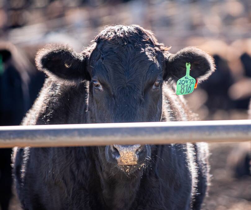 BEST BRANDS: Stockyard is in a growth phase for its award-winning branded beef, which is targeted at premium markets.