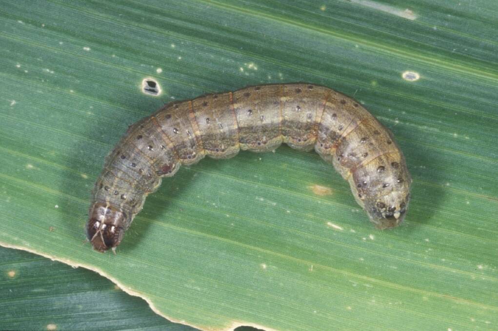 Fall Armyworm will become a major financial burden on all livestock industries that rely on grain and silage crops.