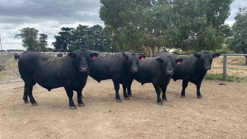 EVEN TEAM: Four bulls purchased by the Aulds from Bull Oak Well stud in 2021.