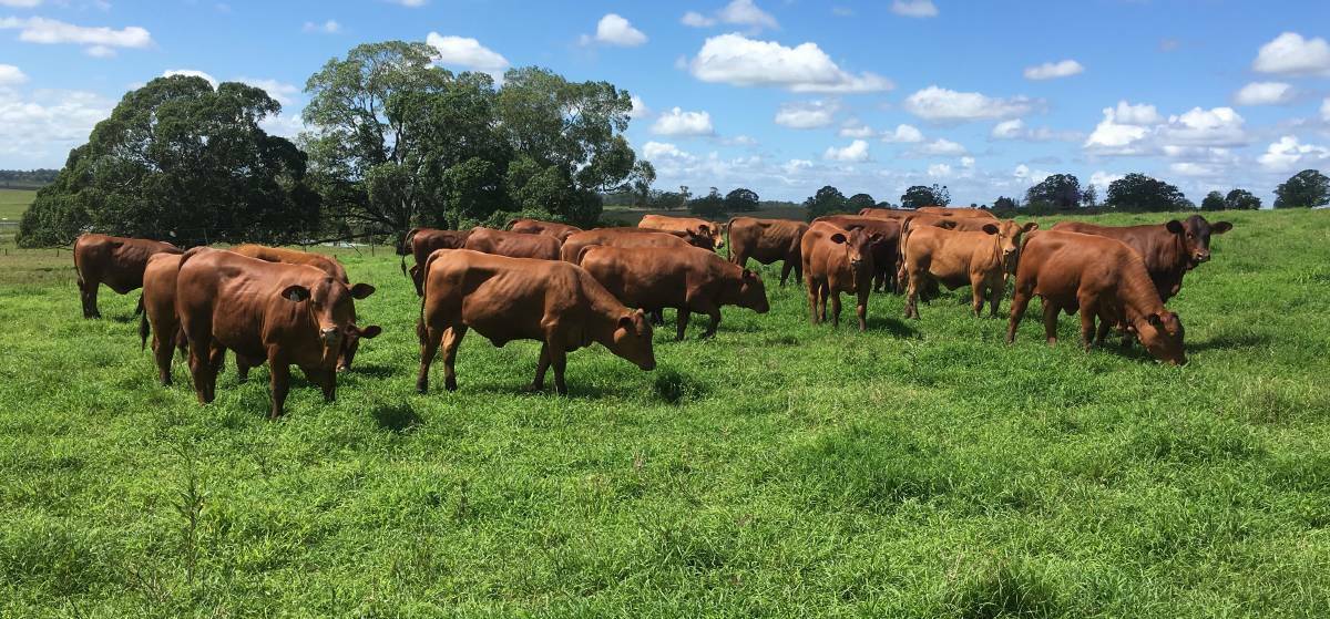 VIGOUR ADVANTAGE: Senepol cattle are helping northern graziers to boost weight gains and improve milking in their herds.