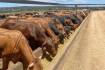 Virtual conference to delve into feed withdrawal at cattle feedlots