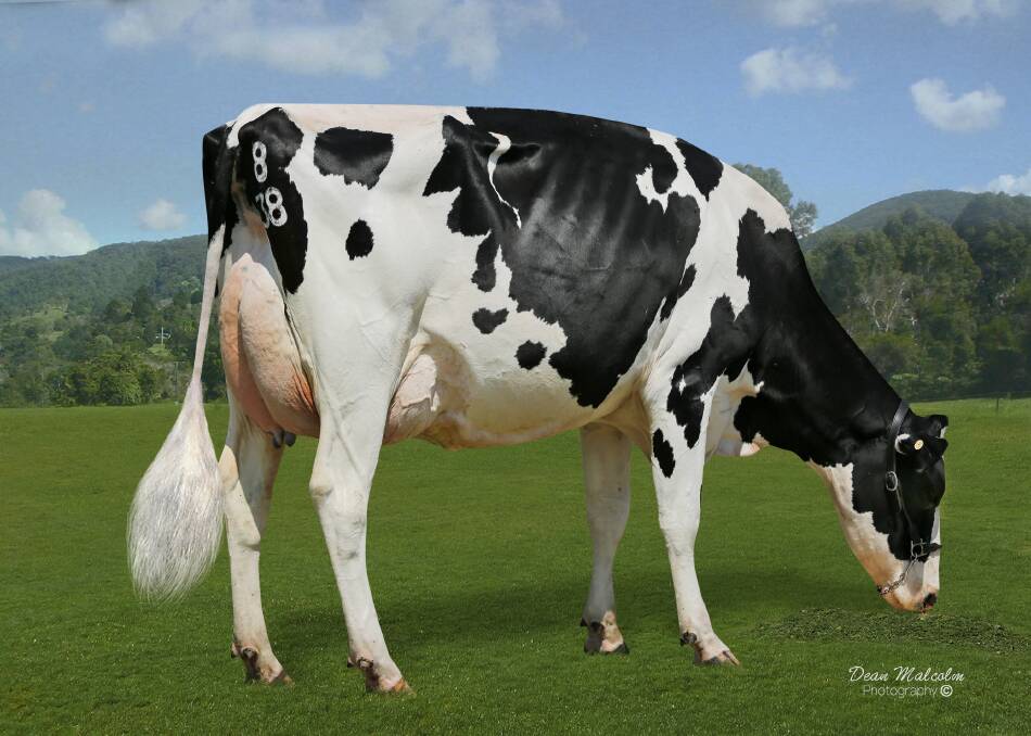 August EBVs are coming and highlight the success of leading Holstein bulls Sondala and Tirano. Carenda Mainevent Vanda VG88 is a great example of the quality of dam produced from these sires.