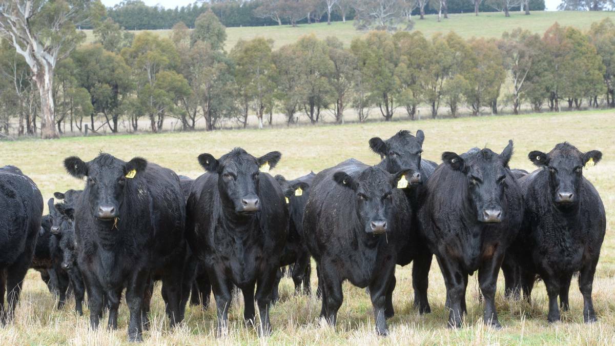 Tools to help commercial Angus producers predict the genetic merit of their stock for drafting into the best management and marketing systems are becoming increasingly popular.