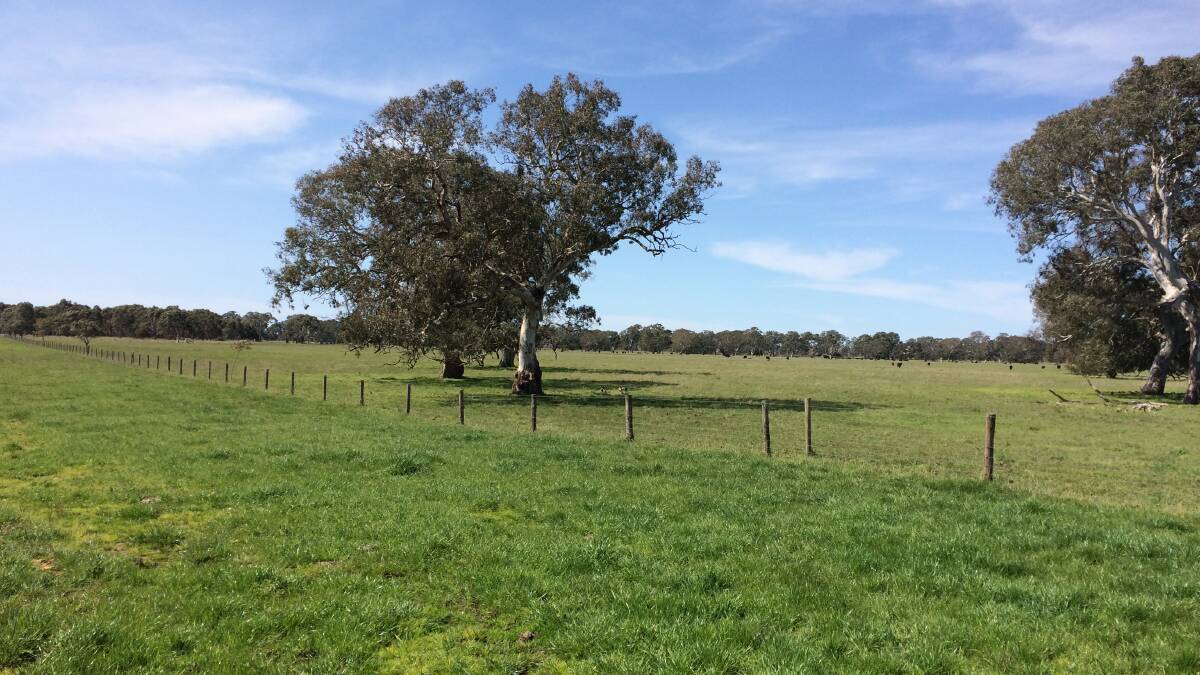 INTENSE SYSTEM: Cattle are run in small areas when pasture feed gets to about 2500kg dry matter/ha and are shifted when they have eaten it down to 1500kg DM/ha.