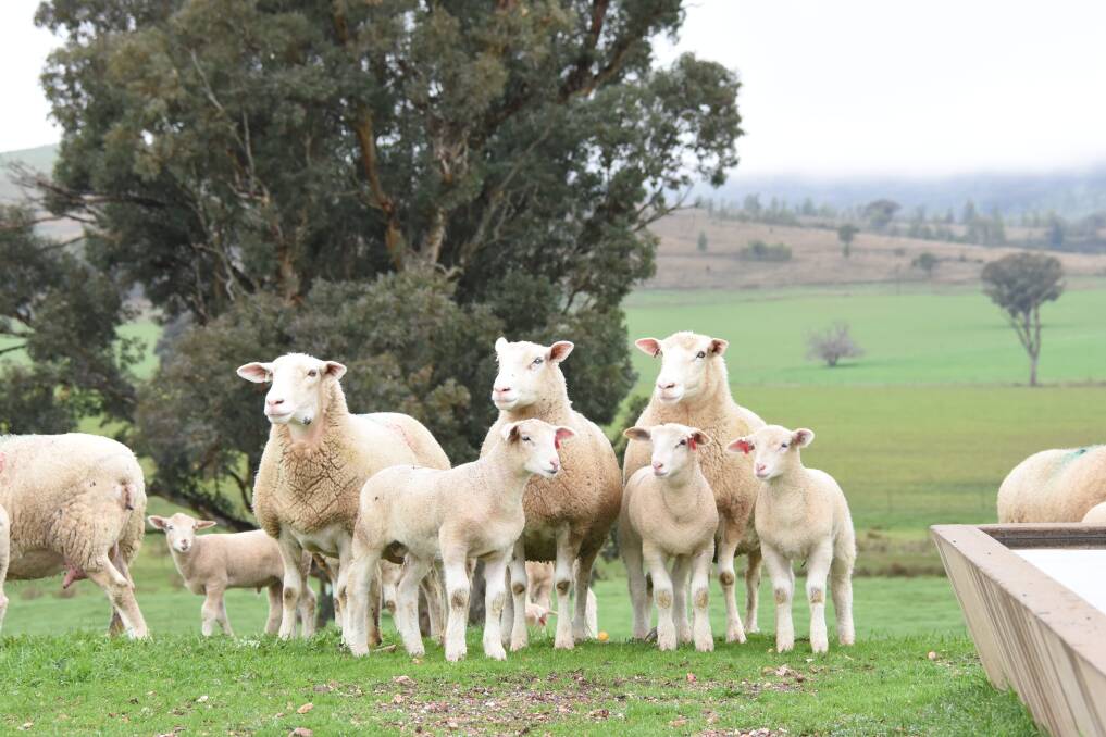 PRIME PERFORMERS: Sheepmeat systems may benefit from livestock finance options to help make the most of paddock feed this year.