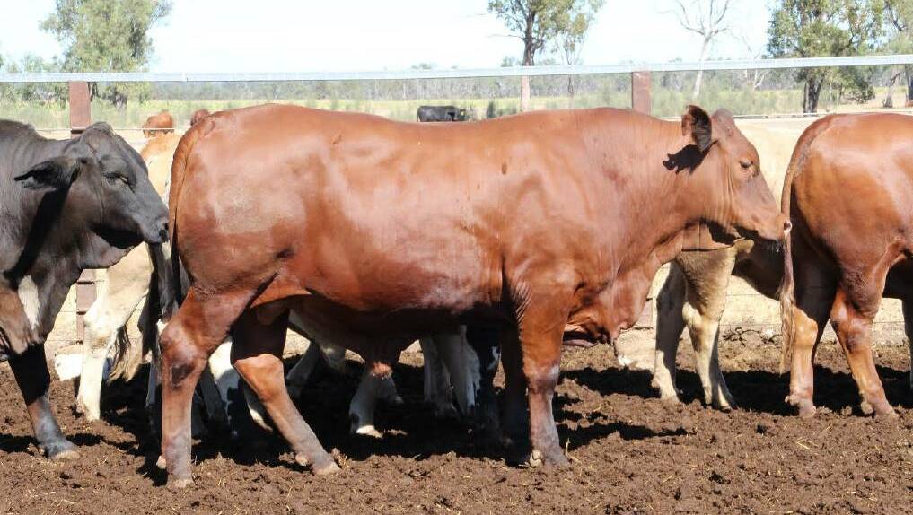BEEFED-UP: Senepol steers have topped the feedlot weight gain section of the well-regarded Callide Dawson Carcase Competition multiple times in recent years.