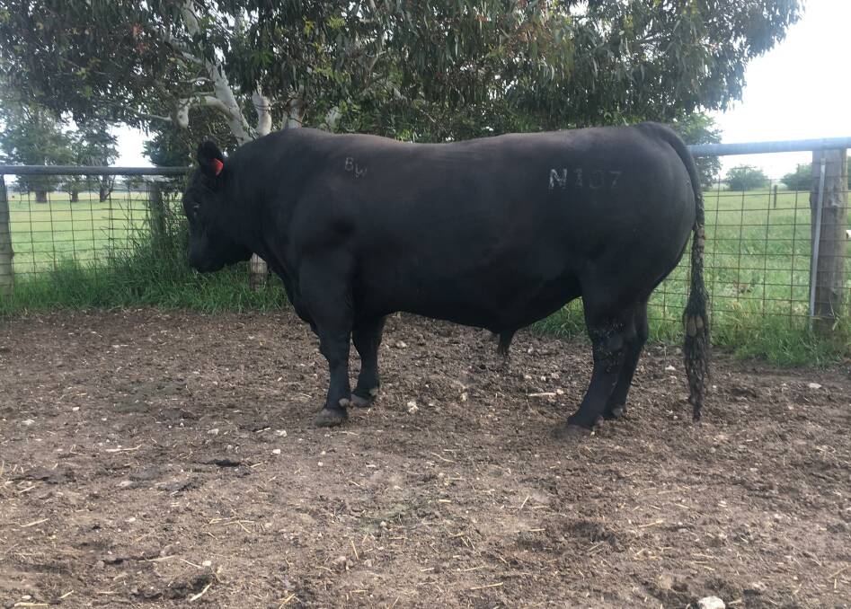 QUALITY PAYS OFF: The Aulds bought the highest priced sire at the Bull Oak Well sale for $19,000 in 2021.