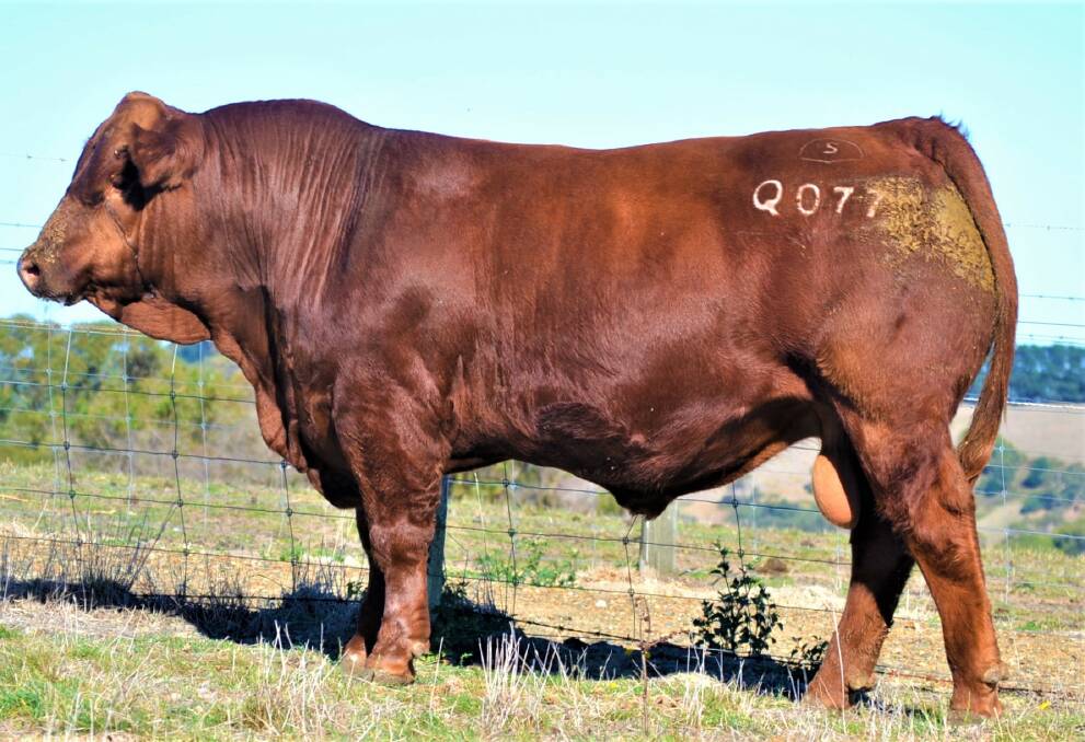 BULL MARKET: Savannah Quarterback Q077 will be the first lot sold by the stud at Rockhampton this year.