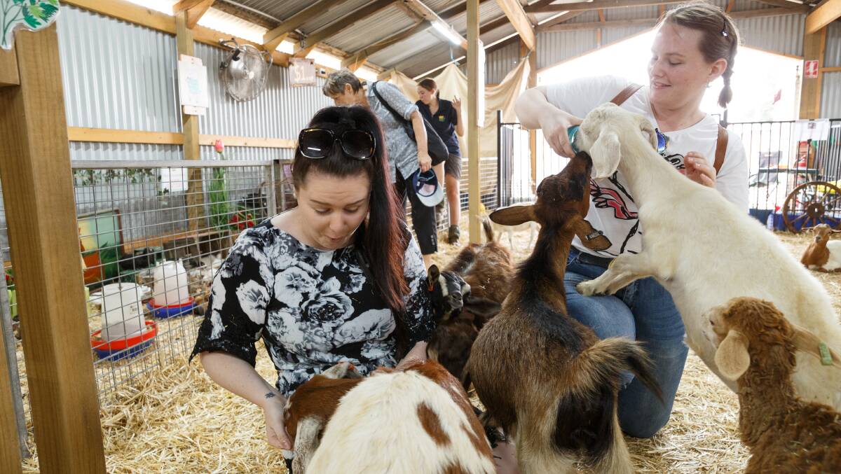 Mobbed by goats at the Maitland show in 2020 before COVID forced cancellations of many agricultural shows. Picture: Max Mason-Hubers