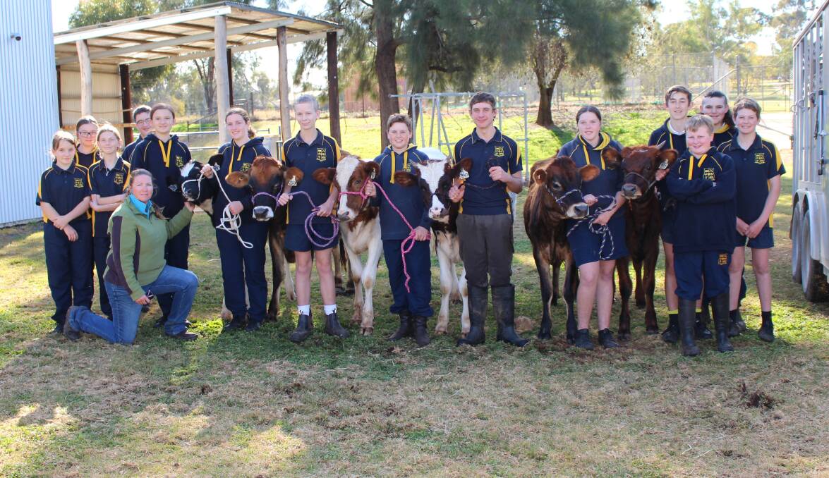 Members of the Forbes High School show team have been working hard to get six dairy heifers ready to show.
