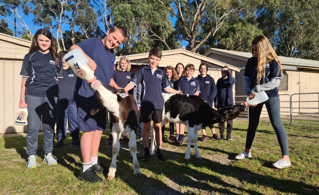 Hands on learning: Victor Harbor R-7 students Jade, Branden, Connor, Oliver, Peppa, AJ, Vinnie, Shadae, Faith and Keeley feed calves Daisy and Sparks. Photo: Supplied. 