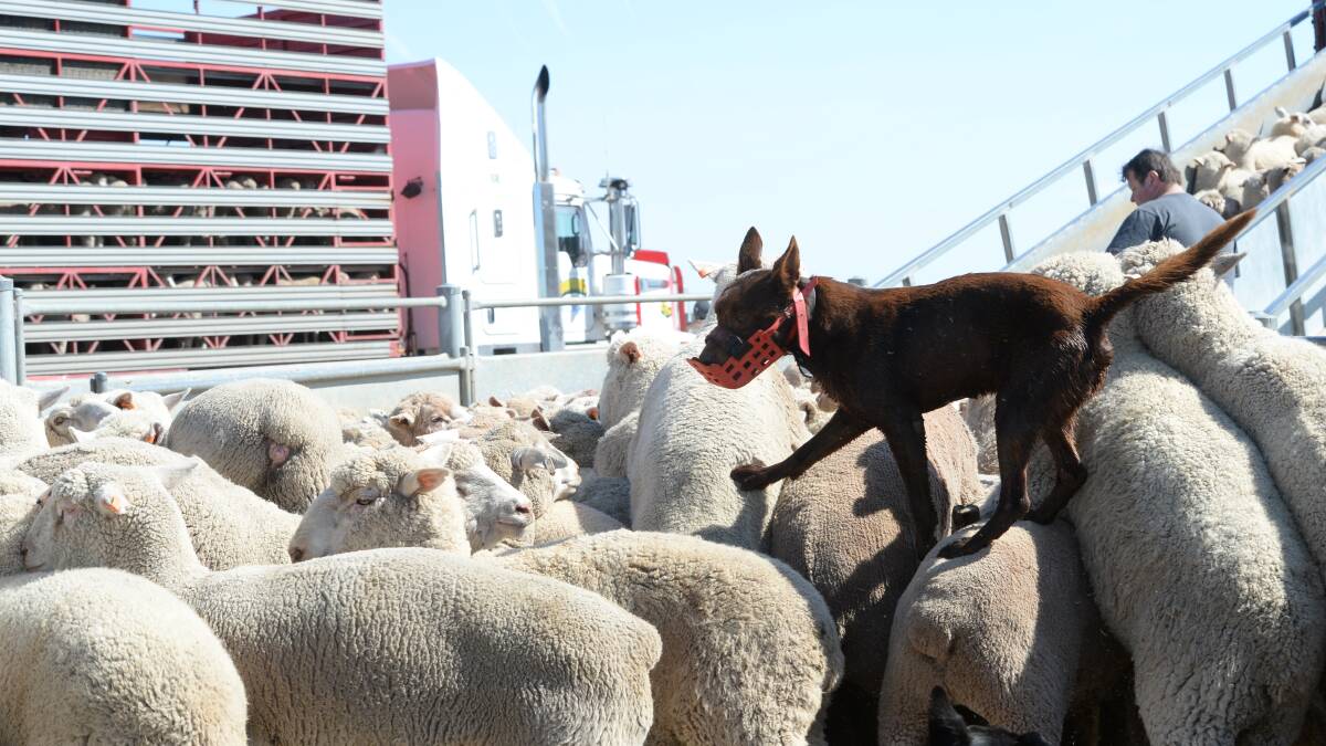 The spring lamb flush is expected to start coming through online and physical saleyards soon.