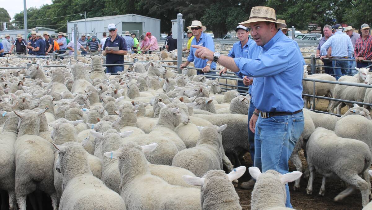 File image of Charles Stewart & Co livestock agent Jamie McConachy at a sheep sale.