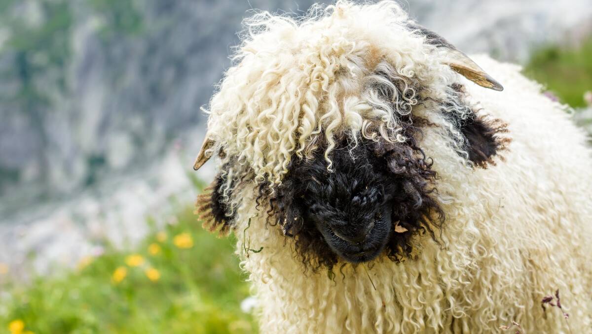Valais Blacknose sheep imported into Australia for the first time Farm Online | Australia