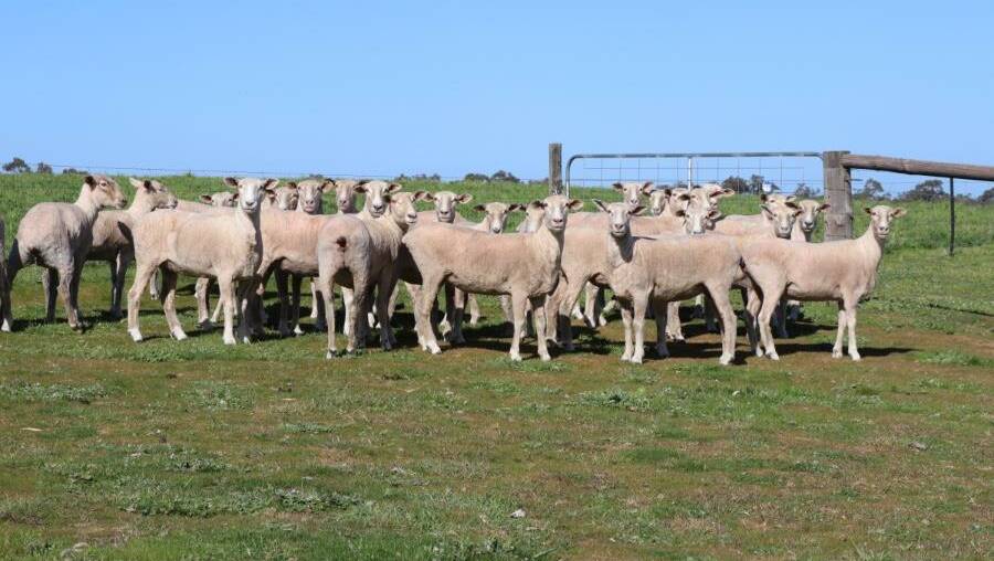 First-cross ewe season is upon us. Photo: AuctionsPlus