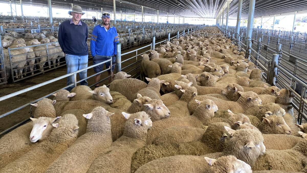 Darryl and Chris Wilson with 183 crossbred suckers they sold for $189 a head at Carcoar, NSW, last week.