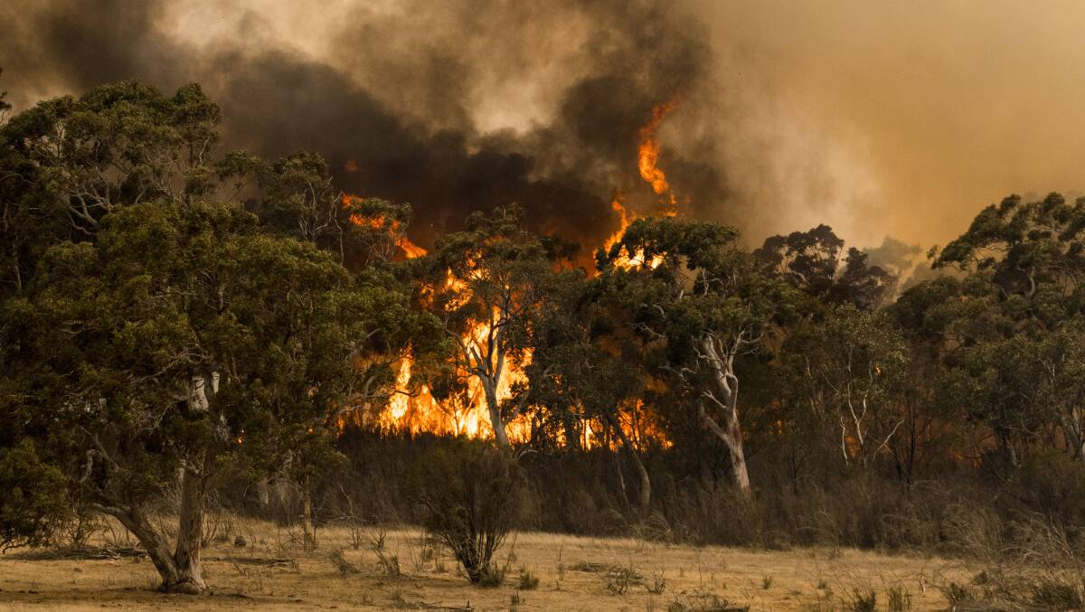 Is the livestock industry prepared for disasters like bushfires? Photo by Dion Georgopoulos.