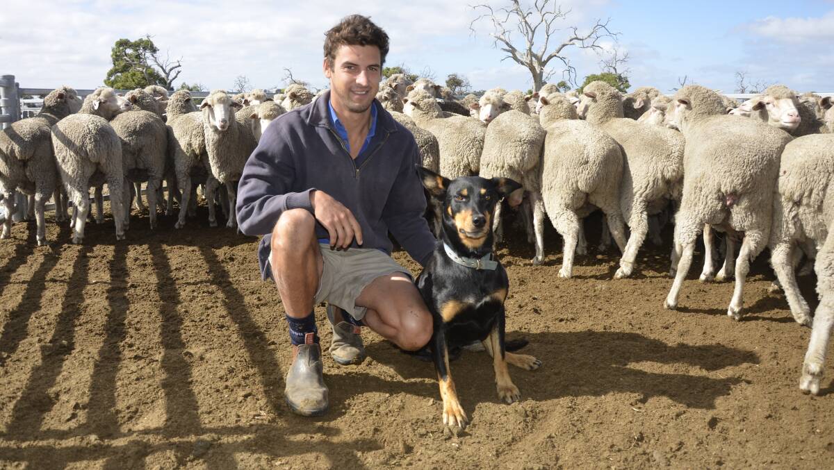 Henry Goode with Ned the Kelpie, who along with father Deane, has phased out mulesing in the last 13 years on their Wangolina, SA, property.