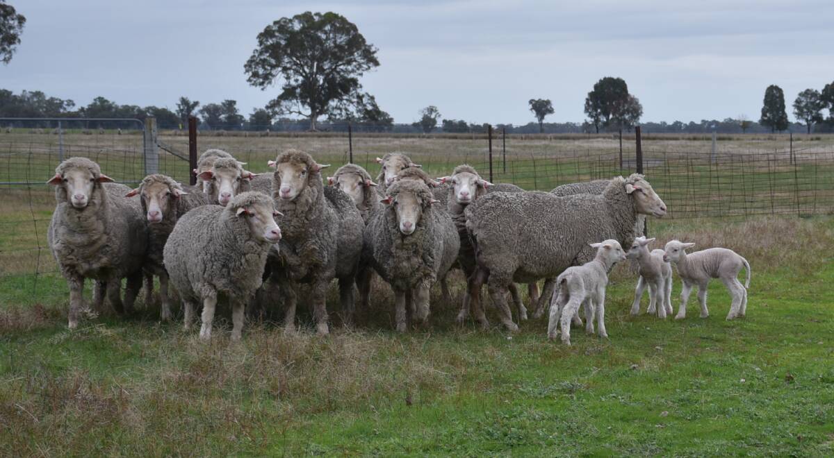 Iodine deficiency can be harmful to lambs.