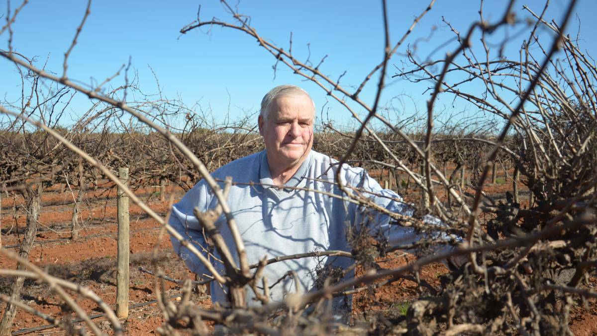 Riverina Winegrape Growers chairman Bruno Brombal says he is worried about the mental health of some farmers, especially those who lost 100 per cent of their crop during the floods. Picture by Declan Rurenga