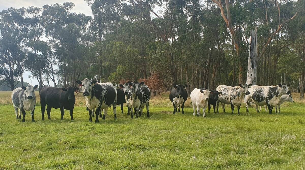 CONSISTENT QUALITY: Using Speckle Park genetics in both their dairy and beef herds has paid off for Mac and Debbie Jones, Ecklin South, with their Speckle Park-cross calves in high demand.