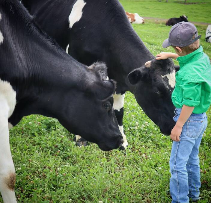 The Dairy at Johns River aims to reconnect the consumer with milk production at the farm. Joseph Neilson enjoys patting the cows. Picture: The Dairy, John's River. 