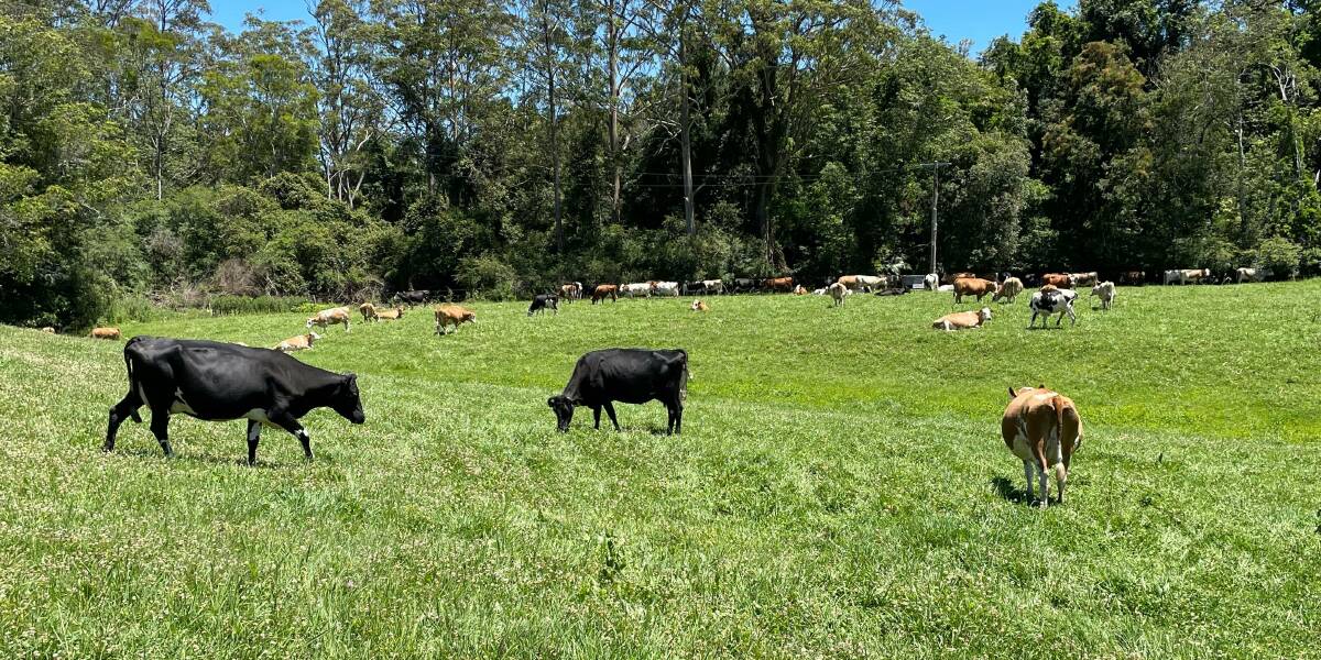 Happy cows: The animals at Benmar Farm are free to roam in their natural environment. 