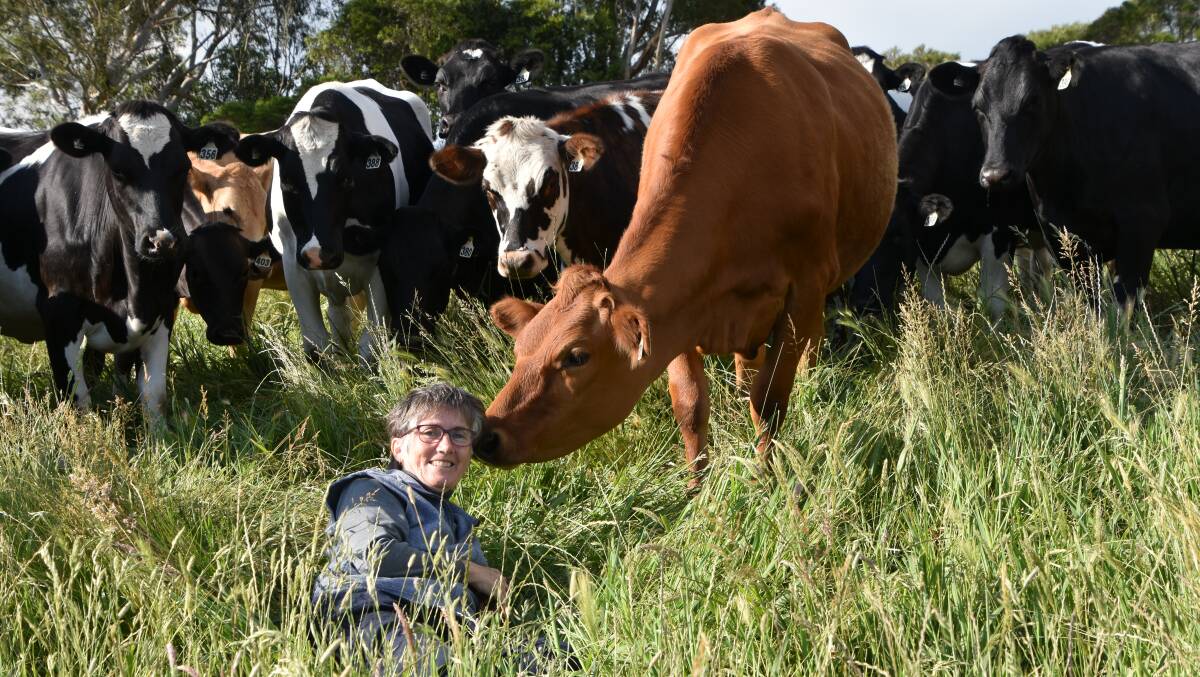 FERTILITY FOCUS: Janet Auchterlonie with her rising two-year-old dairy heifers at Dumbalk, Gippsland. Photo by Marian Macdonald.