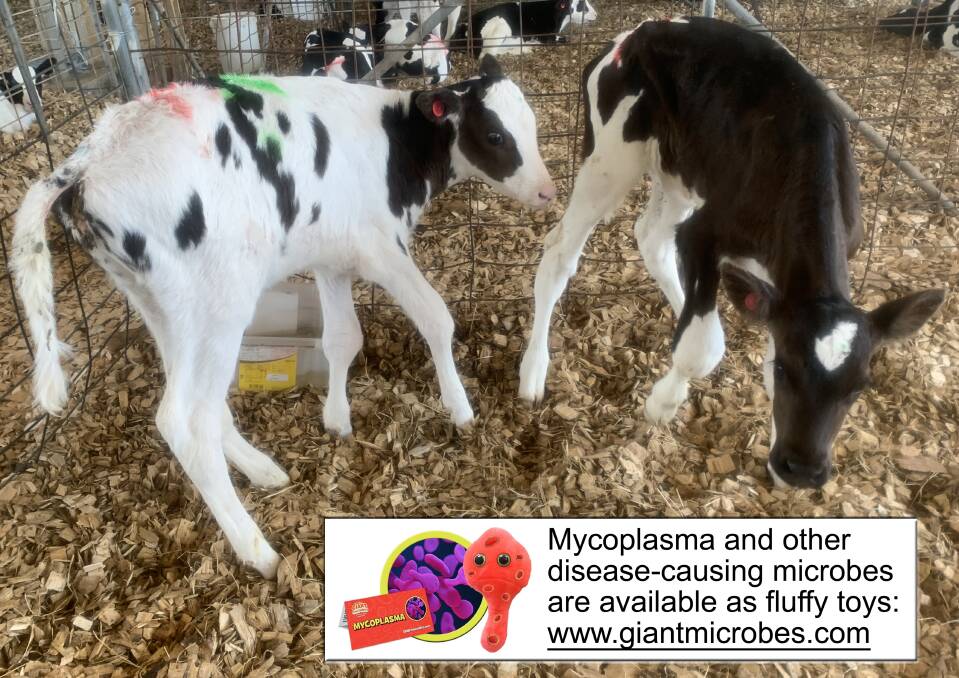 FLUFFY BUT NOT FRIENDLY: Calves are especially vulnerable to Mycoplasma infections.