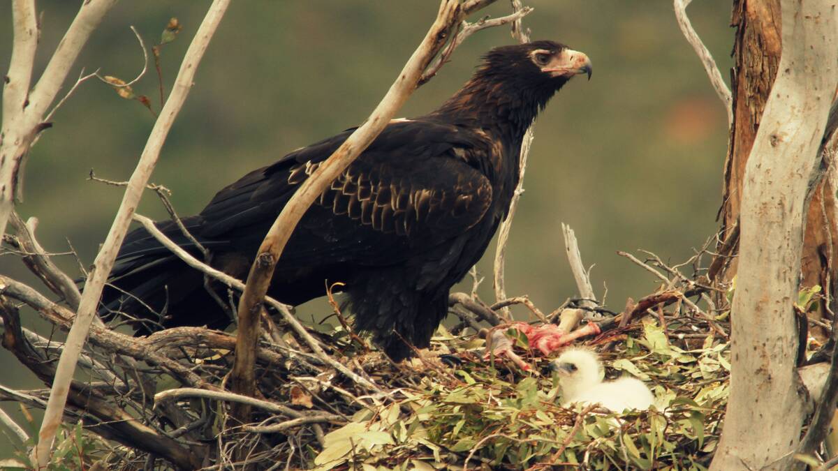 MAJESTIC: A wedge-tailed eagle feeds its young chick. Photo by Simon Cherriman.