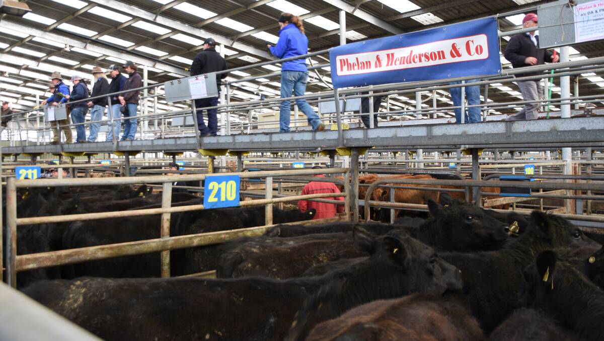 HEIFERS: This run of 59 Angus heifers from David and Penny Conn of Hedley averaged $1496 a head at VEL Leongatha.
