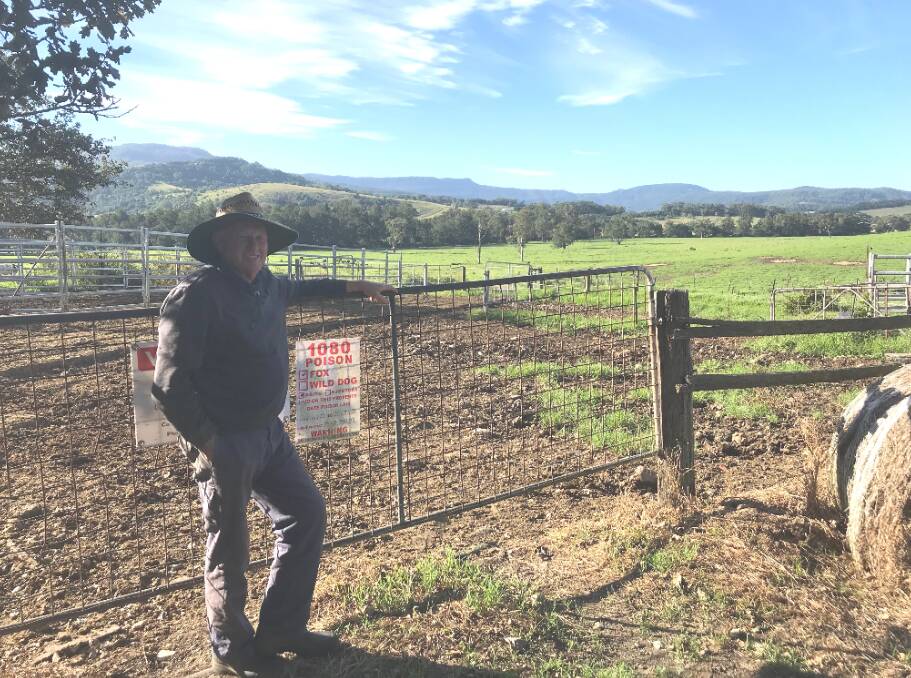 Before Shoalhaven Fox Control started baiting his property, Berry dairy farmer Peter Cullen was losing up to 10 per cent of his dairy calves.