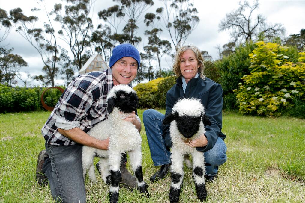 Tony Urek and Belinda Cardinal with two of the Valais blacknose lambs - the first of that breed to be naturally conceived in Australia. Picture by Anthony Brady